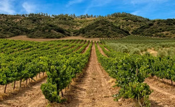 Featured image for article: THE WINE TOURIST - Rosen Research Review