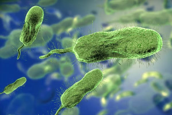 Featured image for article: A NEW MODEL TO HELP PREVENT FOODBORNE DISEASE - Rosen Research Review