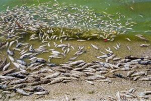 Article thumbnail: FROM BLOOM TO BUST