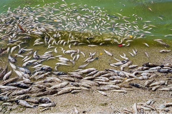 Featured image for article: FROM BLOOM TO BUST - Rosen Research Review