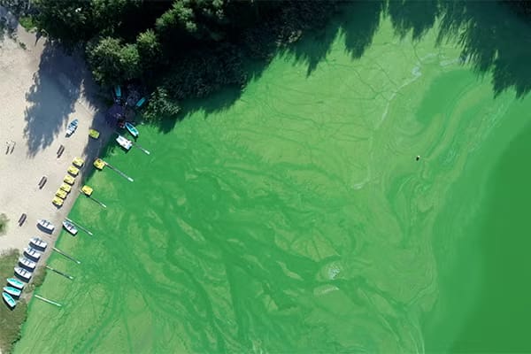 Featured image for article: VALUING THE NEGATIVE IMPACTS OF HARMFUL ALGAE BLOOMS - Rosen Research Review