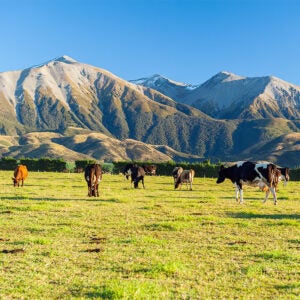 Article thumbnail: A MODEL FOR CREATING MEMORABILITY IN A RURAL TOURISM DESTINATION