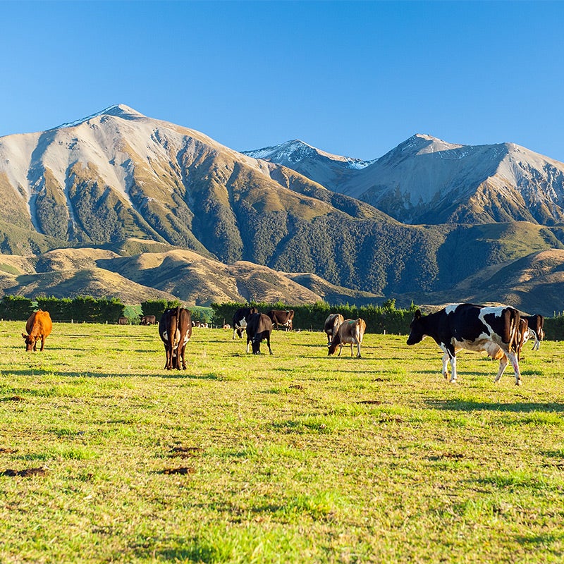 Featured image for article: A MODEL FOR CREATING MEMORABILITY IN A RURAL TOURISM DESTINATION - Rosen Research Review