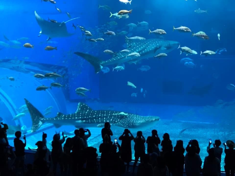 Okinawa Churaumi Aquarium Travel Japan - Japan National Tourism